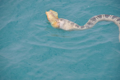 Snubfin Dolphin Eco Cruise From Broome - Restaurant Gold Coast 2