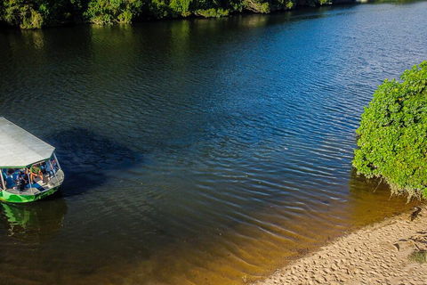 Afternoon Half-Day Daintree Rainforest And River Tour - Restaurant Gold Coast 3