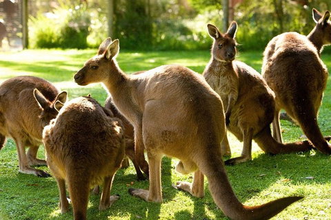 Melbourne City Card (3 Days): Visit Unlimited Attractions! - Restaurant Gold Coast 4