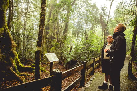 Full-day Springbrook National Park Tour From The Gold Coast - Restaurant Gold Coast 1