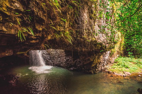Full-day Springbrook National Park Tour From The Gold Coast - Restaurant Gold Coast 4