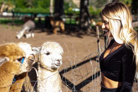 O'Reilly's & Lamington National Park Incl. Alpaca Farm + Vineyard - Restaurant Gold Coast 3