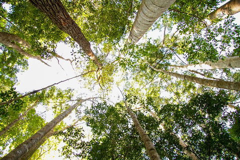 Fraser Island 4WD Tour From Noosa - Restaurant Gold Coast 0