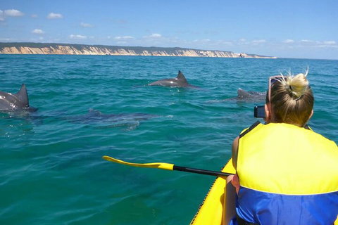 Kayak With Dolphins And 4WD Great Beach Drive Day Trip From Noosa - Restaurant Gold Coast 1