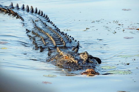 Ethical Adventures - Best In The WET - Litchfield / Kakadu 3 Day- Max 10 Guests - Restaurant Gold Coast 4