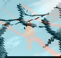 Highlights Of Kings Park - Restaurant Gold Coast