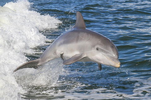 Noosa Oceanrider Scenic Dolphin Safari - Restaurant Gold Coast 0