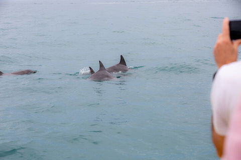 Noosa Oceanrider Scenic Dolphin Safari - Restaurant Gold Coast 2