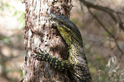 Byron Bay Hinterland Tour Including Rainforest Walk To Minyon Falls - Restaurant Gold Coast 1