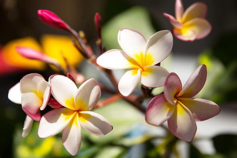 Byron Bay Combo: Hinterland Tour Including Minyon Falls And Kayaking With Dolphins - Restaurant Gold Coast 1