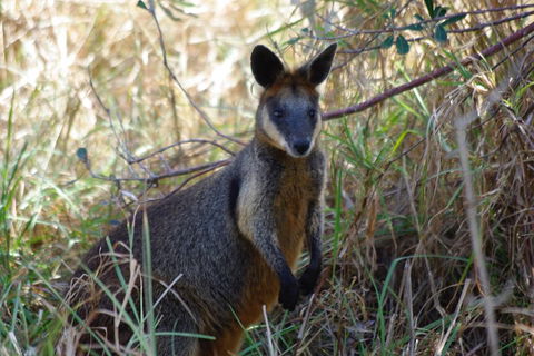 Byron Bay Combo: Hinterland Tour Including Minyon Falls And Kayaking With Dolphins - Restaurant Gold Coast 2