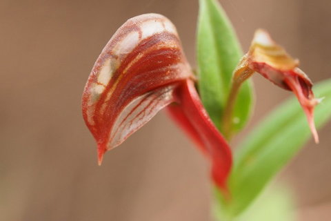 Wave Rock, Wild Flowers And Astro Photography - Restaurant Gold Coast 2