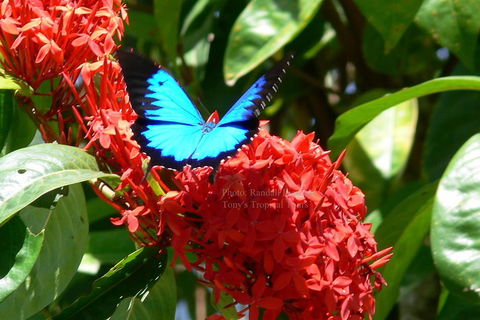 Daintree Rainforest, Cape Tribulation, Mossman Gorge Small-Group Day Tour - Restaurant Gold Coast 2