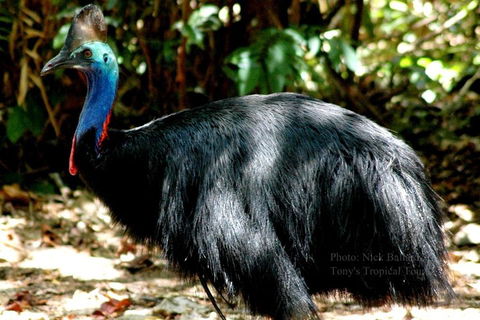 Daintree Rainforest, Cape Tribulation, Mossman Gorge Small-Group Day Tour - Restaurant Gold Coast 3