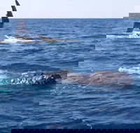 Noosa Whale Watching - Restaurant Gold Coast
