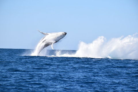 Noosa Whale Watching - Restaurant Gold Coast 1