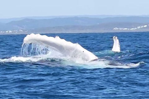 Noosa Whale Watching - Restaurant Gold Coast 5