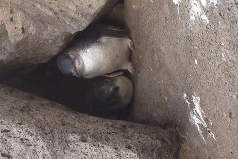 Food Tour Melbourne - St Kilda - Restaurant Gold Coast 3