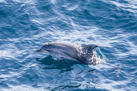 All Inclusive Dolphin And Tangalooma Wrecks Cruise - Restaurant Gold Coast 1