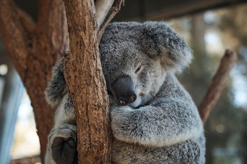 Sydney Taronga Zoo General Entry Ticket - Restaurant Gold Coast 3