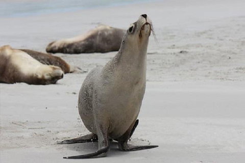 Kangaroo Island Personal Group Tours - Restaurant Gold Coast 4