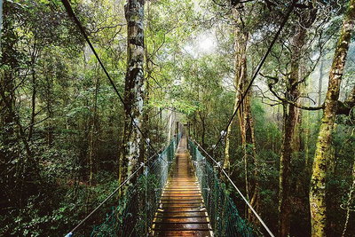 O'Reilly's  Lamington National Park from Gold Coast