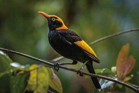 O'Reilly's & Lamington National Park From Gold Coast - Restaurant Gold Coast 1