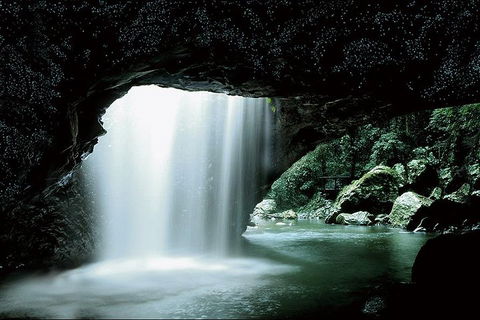 Natural Bridge Glow Worm Night Tour From Gold Coast - Restaurant Gold Coast 0