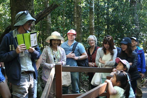 Natural Bridge Glow Worm Night Tour From Gold Coast - Restaurant Gold Coast 4