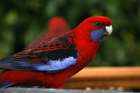 LGBT+ Friendly 2 Day Private Tour Great Ocean Road + Phillip Island - Restaurant Gold Coast 3