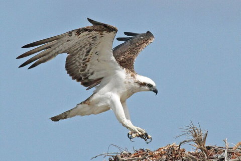 Shipwreck Special Nature Tour/Half Day Tour - Restaurant Gold Coast 4