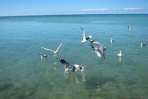Pink Lake + Abrolhos Islands Nature Tour - Restaurant Gold Coast 5