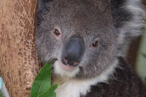 All Inclusive Blue Mountains Small-Group Day Trip From Sydney - Restaurant Gold Coast 1