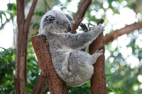 Small-Group Blue Mountains Tour With A Local Guide - Restaurant Gold Coast 2