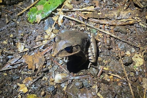 Evening Rainforest & Glow Worm Experience - Restaurant Gold Coast 1