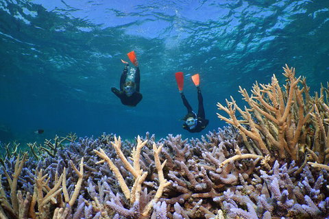 Silversonic Outer Great Barrier Reef Dive And Snorkel Cruise From Port Douglas - Restaurant Gold Coast 4