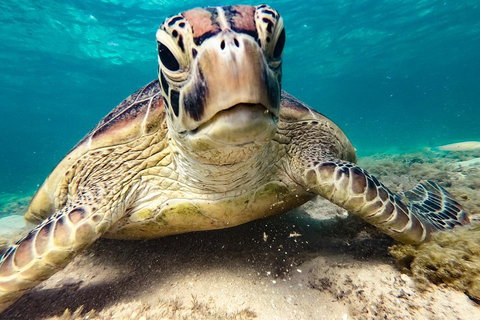Sail, Snorkel, SUP & Kayak Charter Whitsundays - Restaurant Gold Coast 0