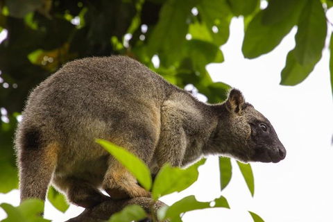 Cairns & Port Douglas All-Inclusive 7 Days Touring Package - Restaurant Gold Coast 3