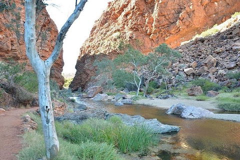 Alice Springs, Uluru Ayers Rock & Kings Canyon 8 Days Touring Package - Restaurant Gold Coast 2