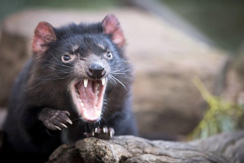 Port Arthur And Tassie Devils Active Day Tour From Hobart - Restaurant Gold Coast 3