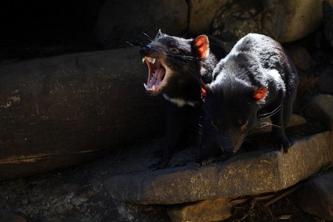 Port Arthur And Tassie Devils Active Day Tour From Hobart - Restaurant Gold Coast 4
