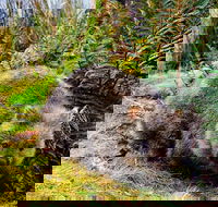 Cradle Mountain National Park Day Tour from Launceston - Restaurant Gold Coast