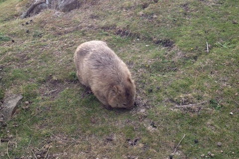 Hobart Minibus Full-Day Private Tour - Restaurant Gold Coast 3