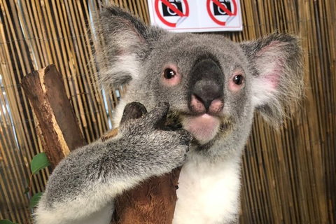 Kuranda Tour Deluxe Course With Kuranda 3 Zoos Or Free Course - Restaurant Gold Coast 0