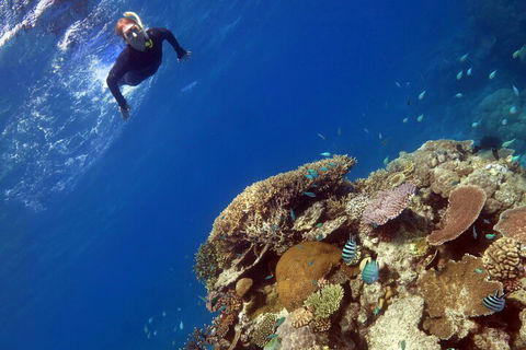 Silverswift Outer Great Barrier Reef Dive And Snorkel Cruise From Cairns - Restaurant Gold Coast 3