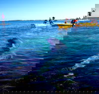 Penguin and Seal Islands Sea Kayaking Experience - Restaurant Gold Coast