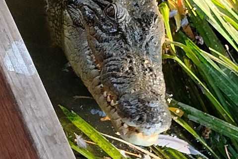 Litchfield Park Adventures And Jumping Crocodile Cruise + Butterfly Farm - Restaurant Gold Coast 1