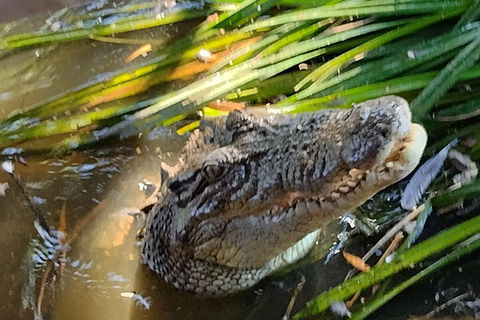 Litchfield Park Adventures And Jumping Crocodile Cruise + Butterfly Farm - Restaurant Gold Coast 4