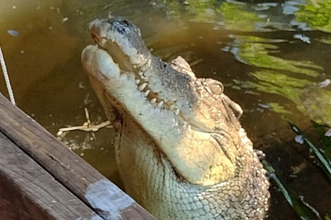 Litchfield Park Adventures And Jumping Crocodile Cruise + Butterfly Farm - Restaurant Gold Coast 5