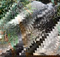 Private Blue Mountains and Wildlife Park Tour from Sydney with Barbecue Lunch - Restaurant Gold Coast